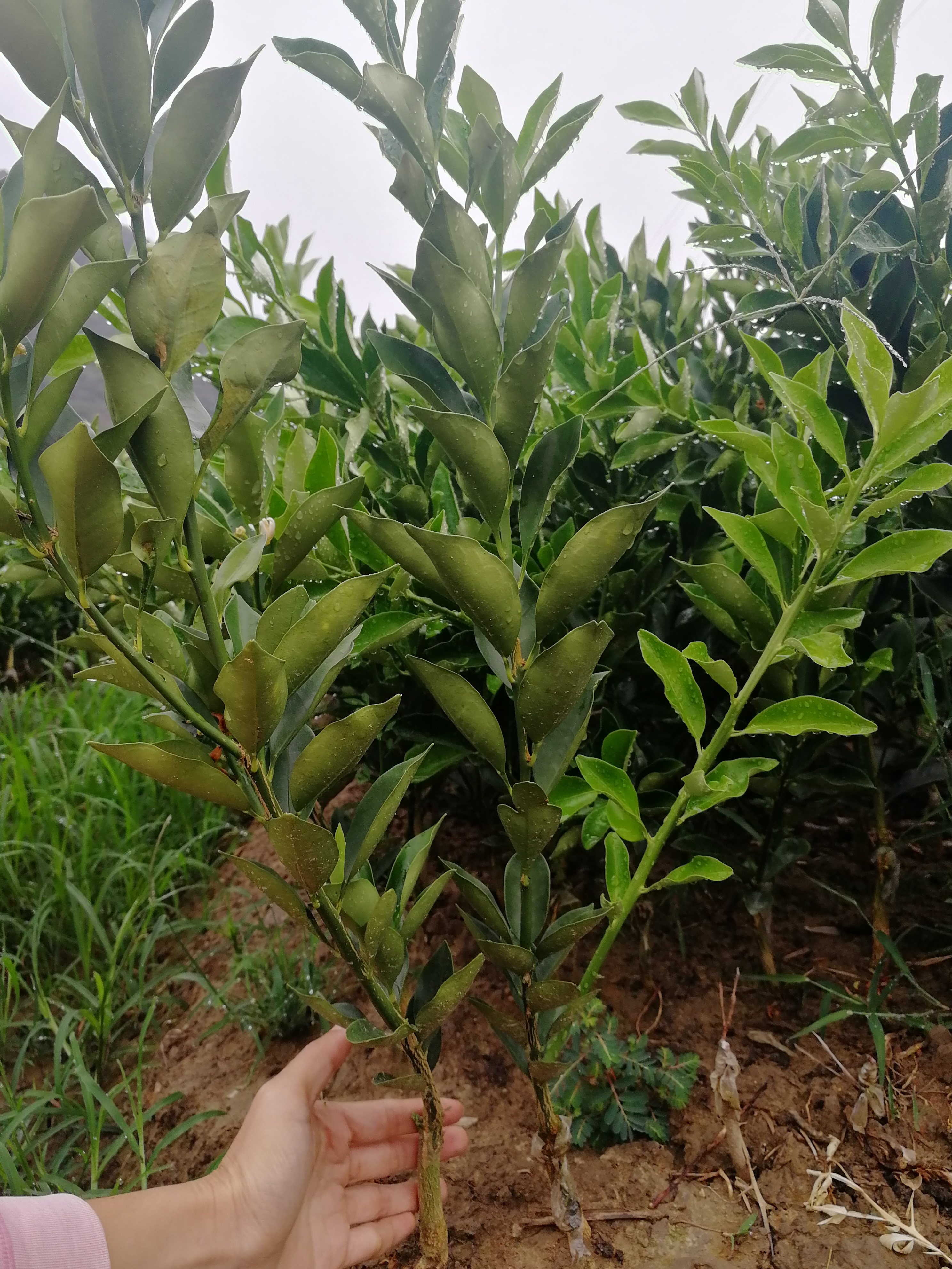 专业供应正宗融安脆蜜金柑苗